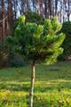 Pinus mugo Beskidy III HB IMG_2850 Sosna kosodrzewina